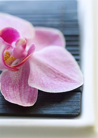 simsearch:633-01837098,k - Orchid blossom Stock Photo - Premium Royalty-Free, Code: 633-01274650