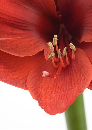 Amaryllis Photographie de stock - Premium Libres de Droits, Code: 633-01274660