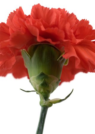 Red carnation, close-up Foto de stock - Sin royalties Premium, Código: 633-01274678