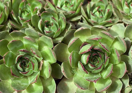 rosettes - Hens and chicks Stock Photo - Premium Royalty-Free, Code: 633-01274684