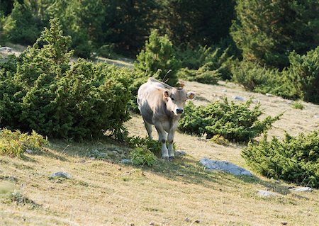 simsearch:633-01272720,k - Cow standing on mountainside Stock Photo - Premium Royalty-Free, Code: 633-01274748