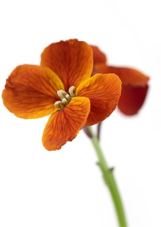 Wallflower Stock Photo - Premium Royalty-Free, Code: 633-01274756