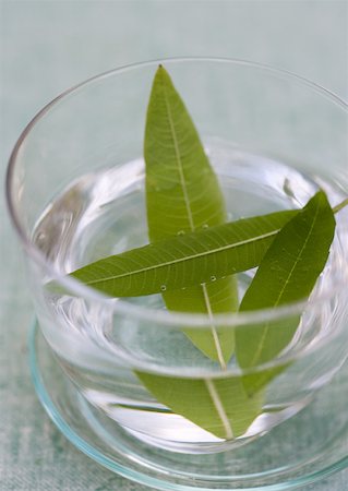 Feuilles de verveine citronnelle trempage dans le verre d'eau Photographie de stock - Premium Libres de Droits, Code: 633-01274768