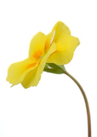 simsearch:633-01273773,k - Yellow primrose flower, close-up Stock Photo - Premium Royalty-Free, Code: 633-01274851