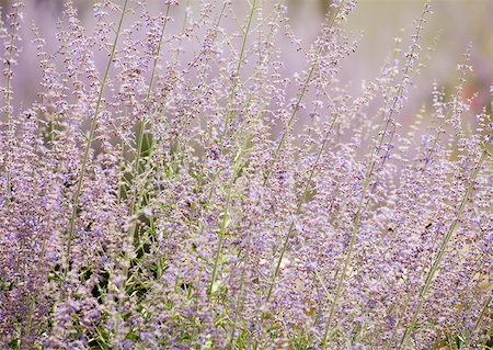 simsearch:633-01272705,k - Flowering sage Foto de stock - Royalty Free Premium, Número: 633-01274889