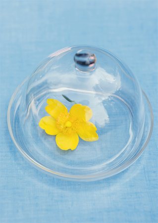 simsearch:633-01274635,k - Flower under glass dome Foto de stock - Sin royalties Premium, Código: 633-01274963