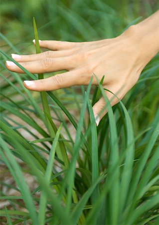 simsearch:696-03401960,k - Woman's hand touching long grass Stock Photo - Premium Royalty-Free, Code: 633-01274984