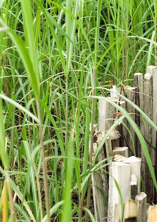 simsearch:633-01572528,k - Long grass and wooden fence Stock Photo - Premium Royalty-Free, Code: 633-01274988