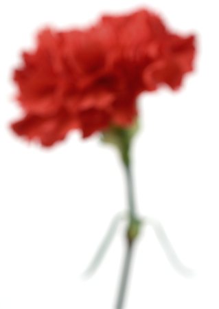 Red carnation, close-up, defocused Foto de stock - Sin royalties Premium, Código: 633-01274999