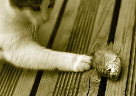 fish on deck - Cat playing with fish Stock Photo - Premium Royalty-Free, Code: 633-01275018