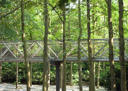 elevated walkways forest - Allée de la forêt élevée Photographie de stock - Premium Libres de Droits, Code: 633-01275020
