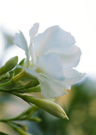 rose bay - Oleander flowers and buds Foto de stock - Royalty Free Premium, Número: 633-01275065