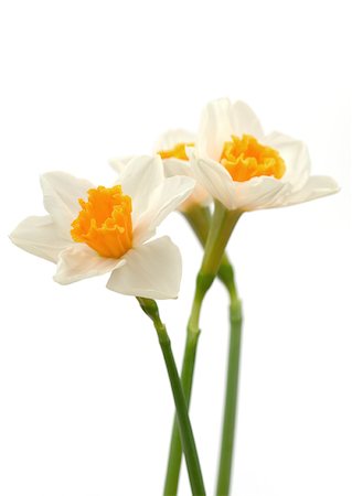 daffodil flower - Daffodils Stock Photo - Premium Royalty-Free, Code: 633-01272083