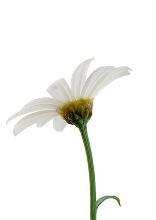 daisy cutout - Daisy, close-up Stock Photo - Premium Royalty-Free, Code: 633-01272090