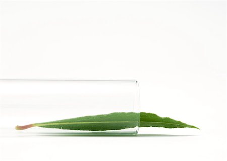 simsearch:633-01272372,k - Bay leaf falling out of test tube Foto de stock - Sin royalties Premium, Código: 633-01272105