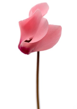 simsearch:633-01273349,k - Fleur de cyclamen rose, gros plan Photographie de stock - Premium Libres de Droits, Code: 633-01272128