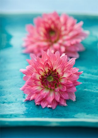 simsearch:633-01274635,k - Two dahlia flowers Foto de stock - Sin royalties Premium, Código: 633-01272136