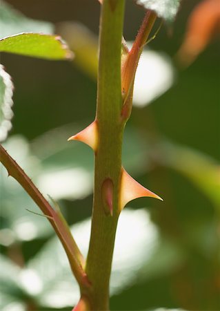 simsearch:633-01274104,k - Thorns on rose stem, extreme close-up Foto de stock - Sin royalties Premium, Código: 633-01272137