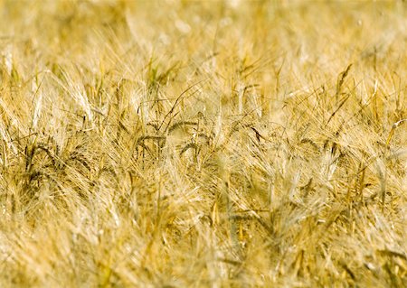 Husks of wheat Stock Photo - Premium Royalty-Free, Code: 633-01272170