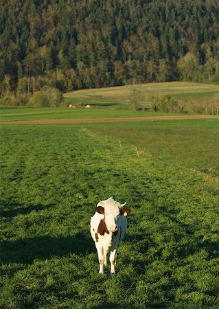 simsearch:633-01272720,k - Cow standing in field Stock Photo - Premium Royalty-Free, Code: 633-01272229