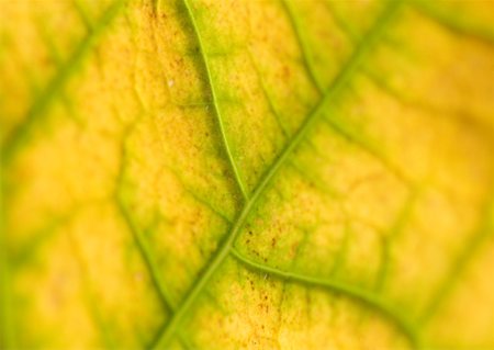 simsearch:622-06191336,k - Leaf veins, extreme close-up Stock Photo - Premium Royalty-Free, Code: 633-01272294