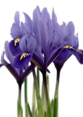 simsearch:633-02065750,k - Irises Stock Photo - Premium Royalty-Free, Code: 633-01272370