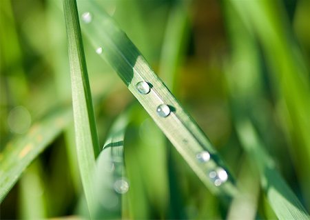 dew drops on grass - Drops of water on blades of grass Stock Photo - Premium Royalty-Free, Code: 633-01272388