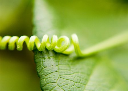 simsearch:696-03397574,k - Tendril and leaf Foto de stock - Royalty Free Premium, Número: 633-01272382