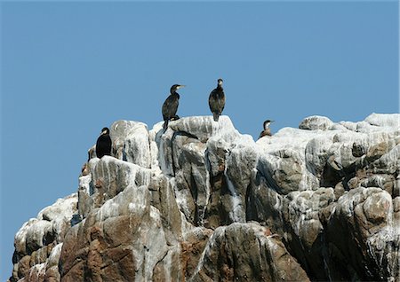 pooping - Ile de Brehat, Brittany, France, Common shags (Phalacrocorax aristotelis), cormorants, perched on rock Stock Photo - Premium Royalty-Free, Code: 633-01272434