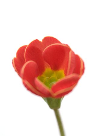 simsearch:633-01273662,k - Red primrose flower, close-up Stock Photo - Premium Royalty-Free, Code: 633-01272435