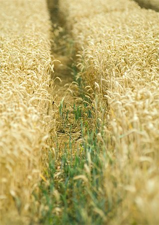 simsearch:633-01274341,k - Field of wheat Foto de stock - Sin royalties Premium, Código: 633-01272491