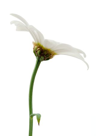 daisy on white - Daisy, close-up Stock Photo - Premium Royalty-Free, Code: 633-01272562