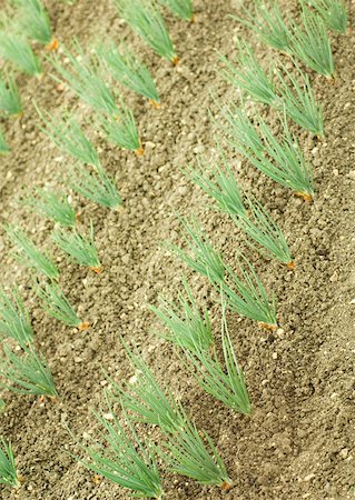 Onions growing in garden Stock Photo - Premium Royalty-Free, Code: 633-01272584