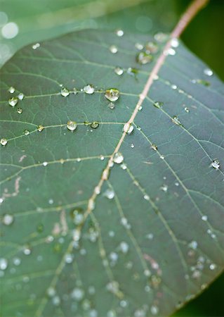 simsearch:633-01272301,k - Dew drops on leaf, close-up Foto de stock - Sin royalties Premium, Código: 633-01272615