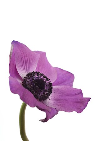 simsearch:633-01272705,k - Anemone Foto de stock - Royalty Free Premium, Número: 633-01272673