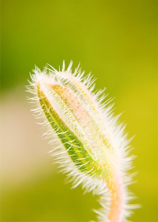 simsearch:633-01714008,k - Borage flower bud Foto de stock - Sin royalties Premium, Código: 633-01272697