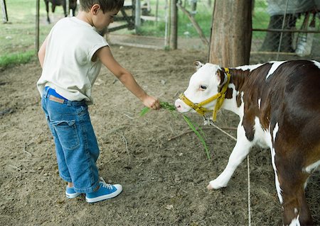 feeding animals by boy - Boy holding out vegetation for calf Stock Photo - Premium Royalty-Free, Code: 633-01272720