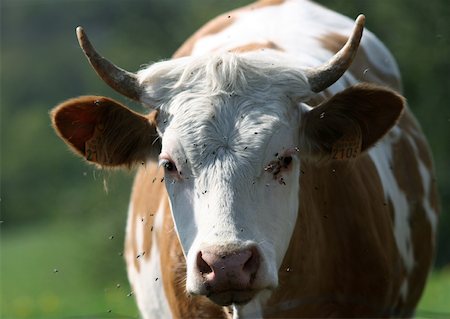 simsearch:633-01272720,k - Montbeliard cow Stock Photo - Premium Royalty-Free, Code: 633-01272759