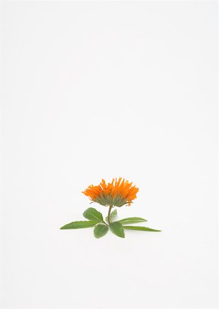 simsearch:633-01274009,k - Marigold flower and verbena leaves Foto de stock - Royalty Free Premium, Número: 633-01272782
