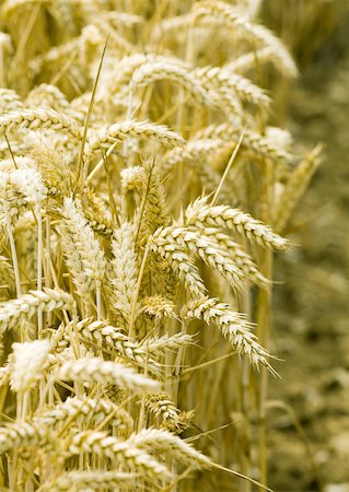 simsearch:649-06353287,k - Husks of wheat Stock Photo - Premium Royalty-Free, Code: 633-01272812