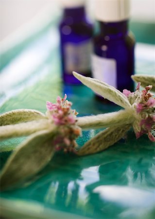 sage flower - Sprig of sage and bottles of essential oils Foto de stock - Sin royalties Premium, Código: 633-01272843