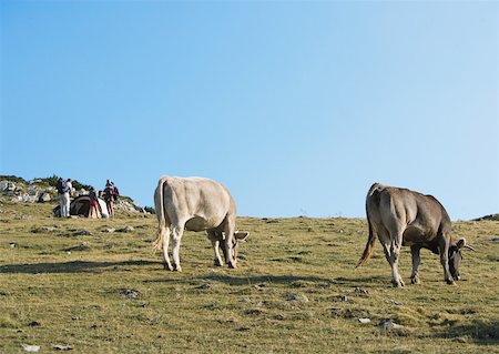 Cows grazing, campers in background Stock Photo - Premium Royalty-Free, Code: 633-01272934