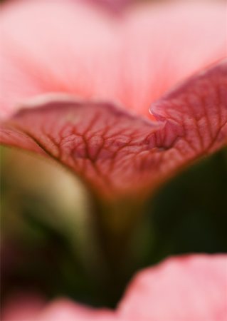 petunia - Petunia Foto de stock - Sin royalties Premium, Código: 633-01272932