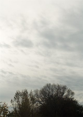 panoramic winter tree landscape - Bare trees and sky Stock Photo - Premium Royalty-Free, Code: 633-01272977