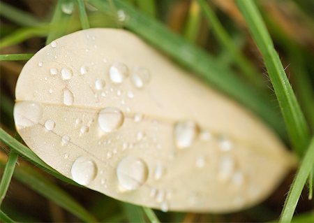 Dew drops on fallen leaf Stock Photo - Premium Royalty-Free, Code: 633-01272992