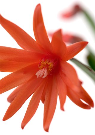 simsearch:633-01274136,k - Red Christmas cactus blossom Stock Photo - Premium Royalty-Free, Code: 633-01273027