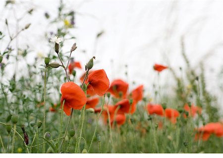 simsearch:633-01272819,k - Coquelicots Photographie de stock - Premium Libres de Droits, Code: 633-01273065