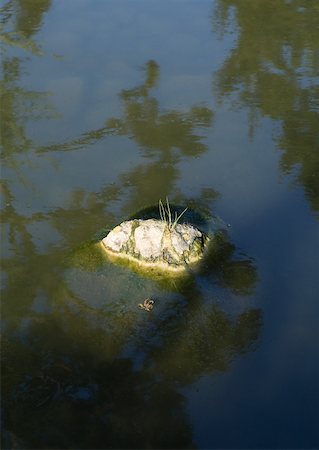 Stone in pond Stock Photo - Premium Royalty-Free, Code: 633-01273125