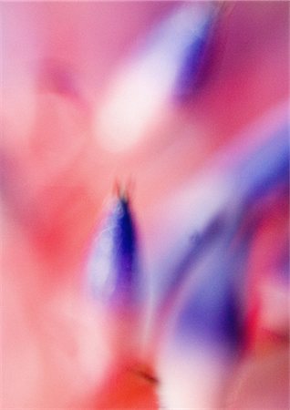 Bromeliad flowers, extreme close-up Stock Photo - Premium Royalty-Free, Code: 633-01273141