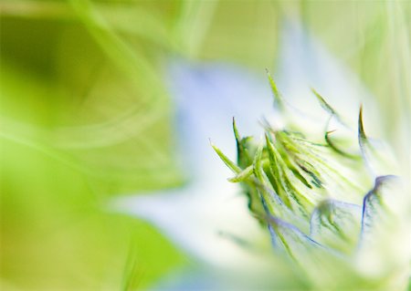 Nigella Damascena flower Stock Photo - Premium Royalty-Free, Code: 633-01273177